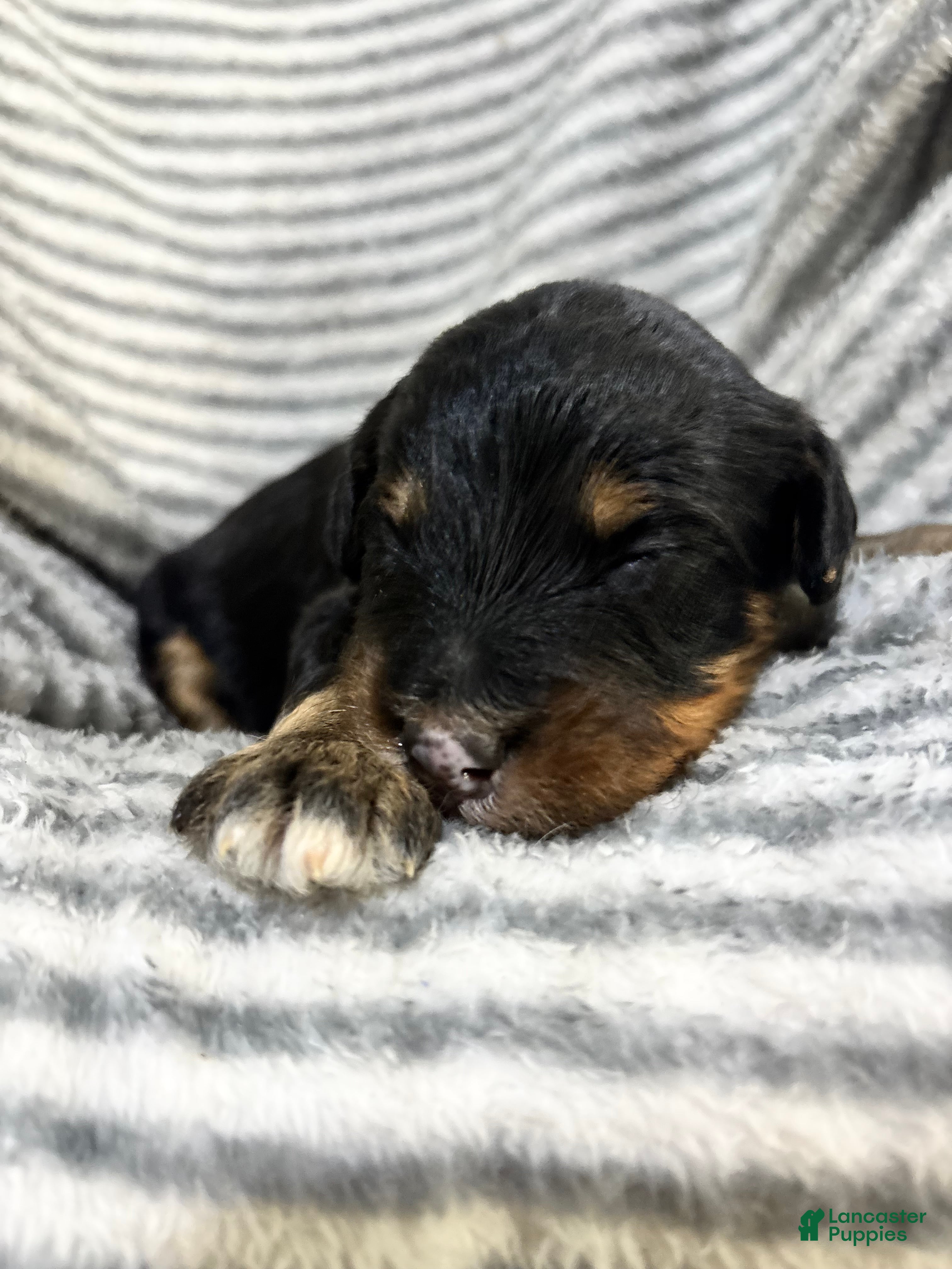 Aussiedoodle dogs Aussiedoodle 7 - Ad 1