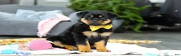 Rottweiler dogs for sale: Storm - Ad 7