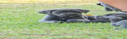 Cane Corso dogs for sale: Cane Corso Puppy 1 - Ad 3