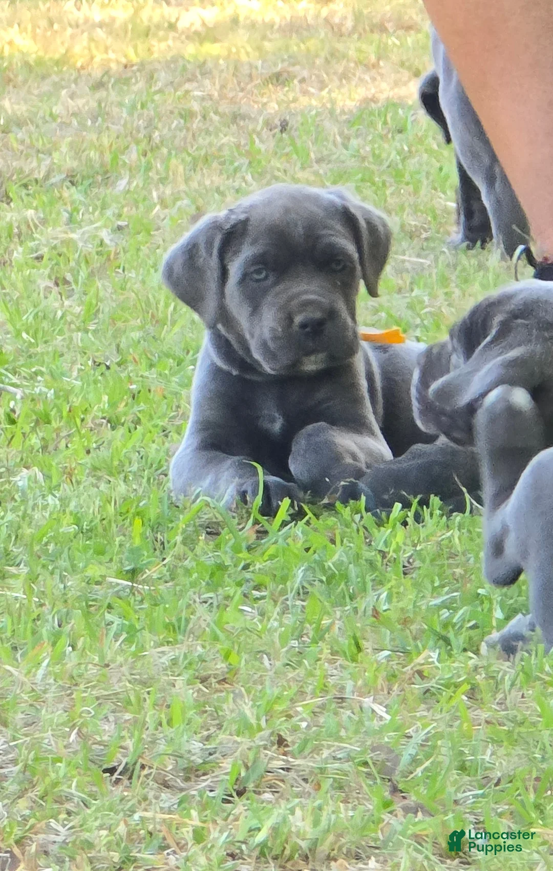 Cane Corso dogs for sale: Cane Corso Puppy 5 - Ad 11