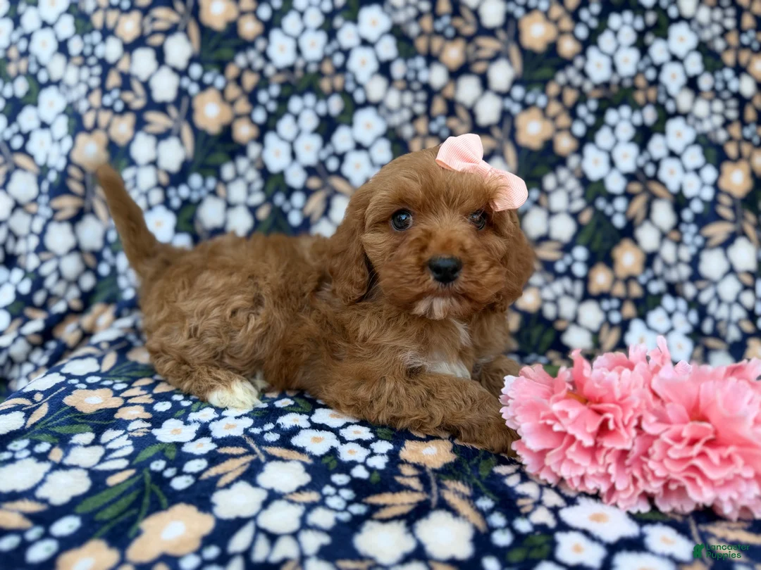 Cavapoo dogs for sale: Mia - Ad 2