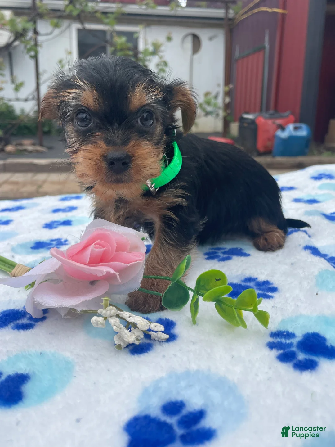 Yorkshire Terrier dogs for sale: Queen - Ad 4