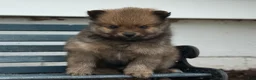 Pomeranian dogs for sale: Olivia  - Ad 5