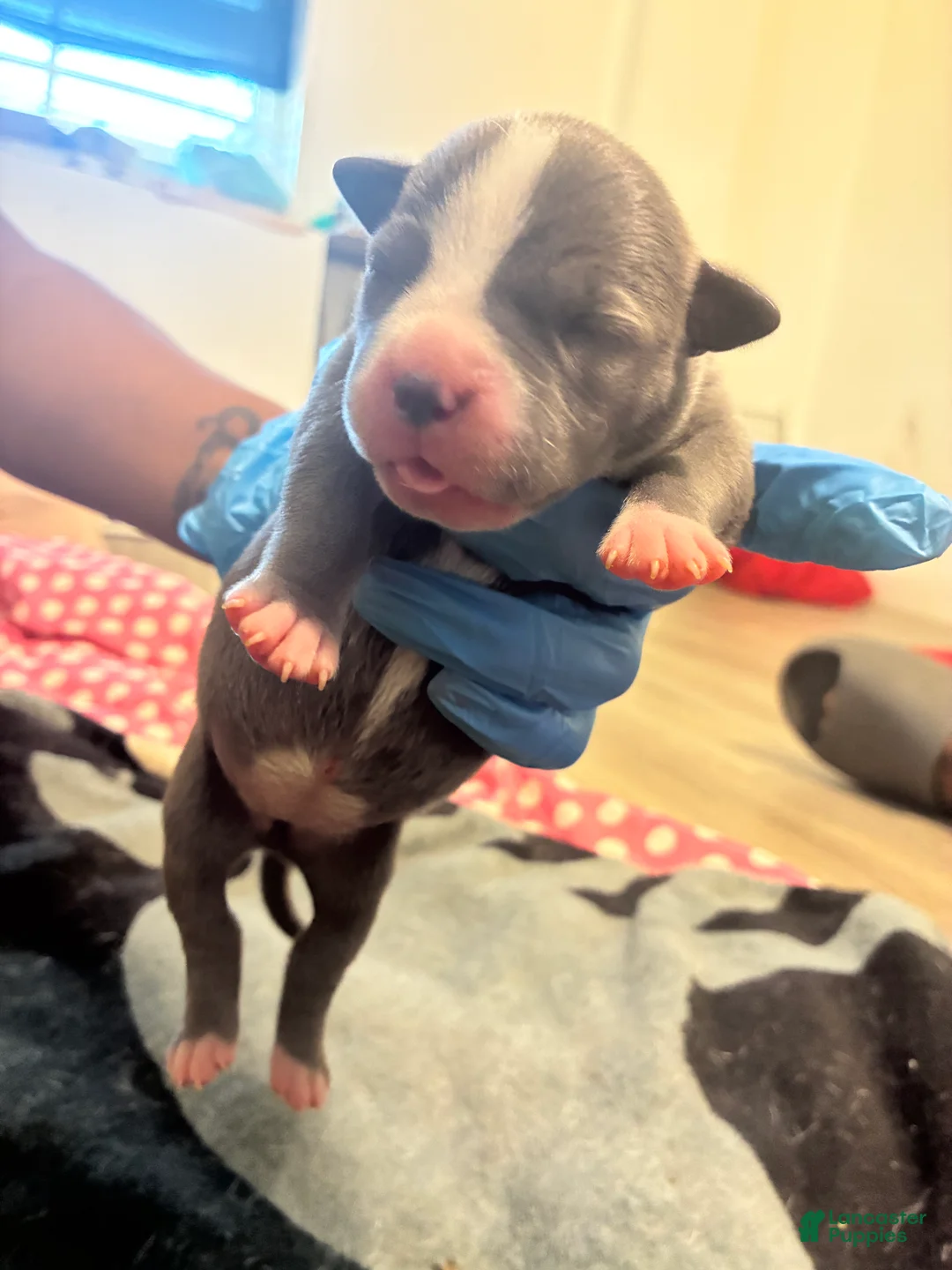 American Bully dogs for sale: American Bully Puppy 4 - Ad 1