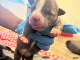 American Bully dogs American Bully Puppy 4 - Ad 32