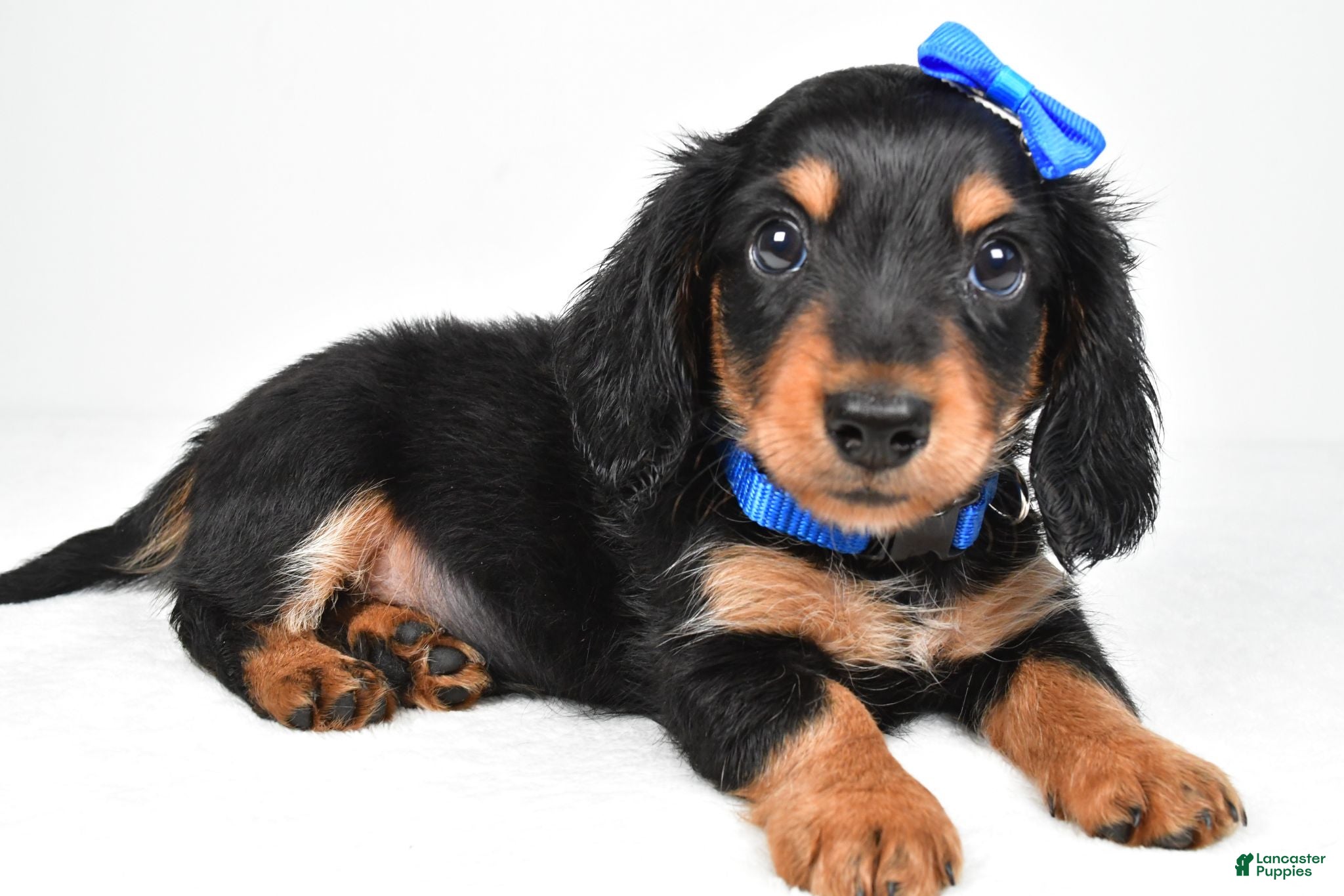 Miniature Dachshund dogs Mason - Ad 1
