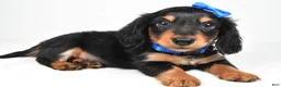 Miniature Dachshund dogs for sale: Mason - Ad 1