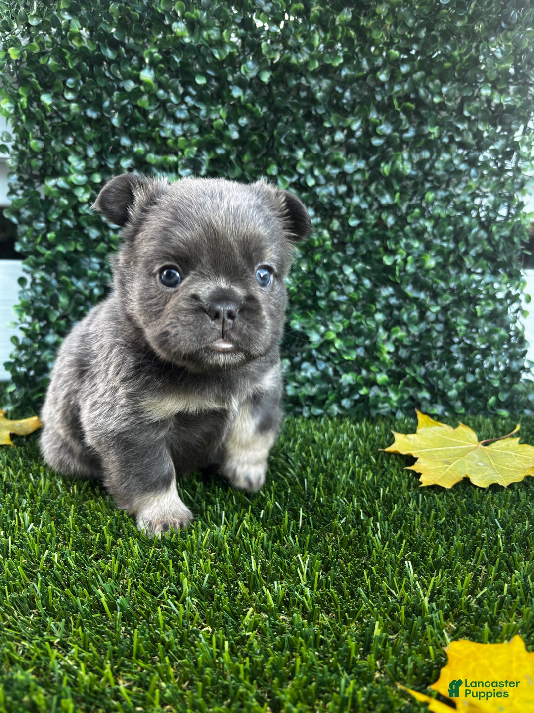 French Bulldog dogs for sale: River - Ad 4