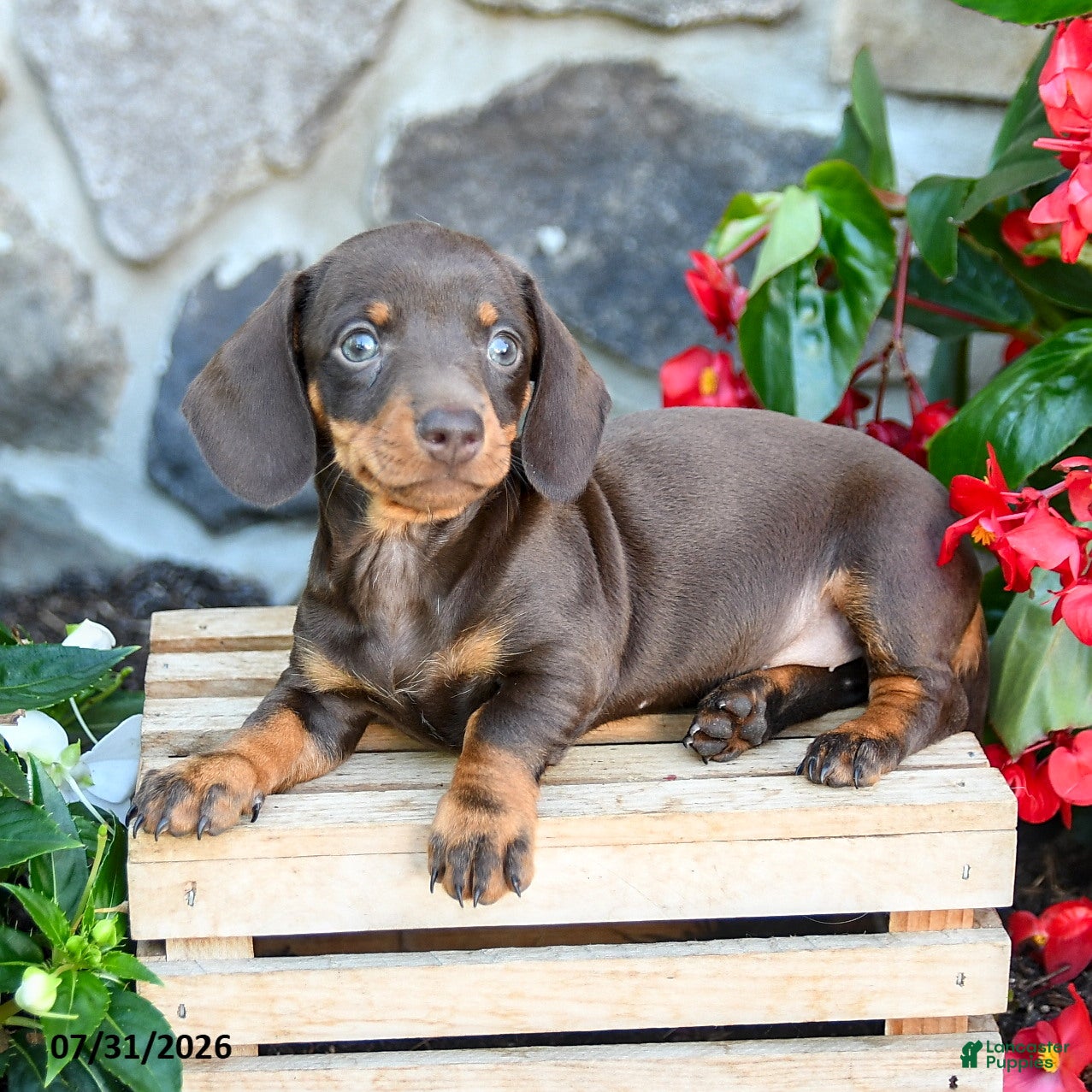 Miniature Dachshund dogs Lana - Ad 1