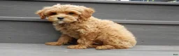 Cavapoo dogs for sale: Harley - Ad 2