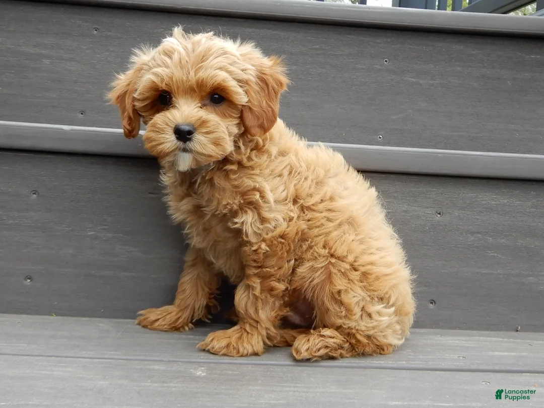 Cavapoo dogs for sale: Harley - Ad 2