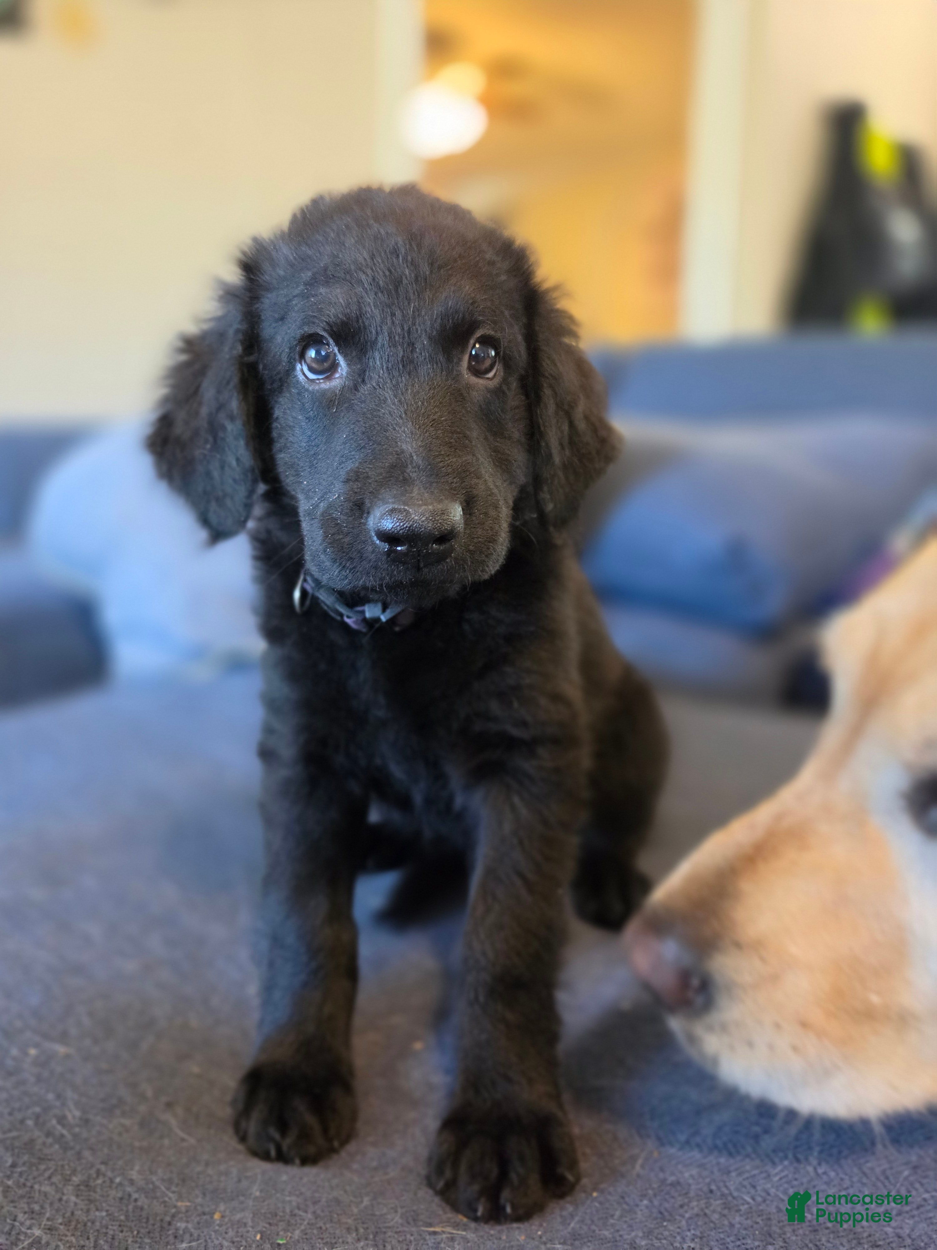 Mixed Breed dogs Mixed Breed Puppy 3 - Ad 1