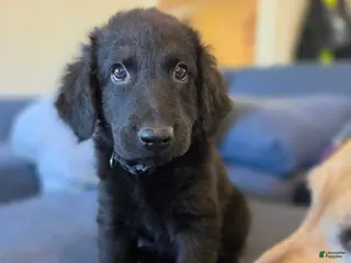 Mixed Breed dogs for sale: Mixed Breed Puppy 3 - Ad 2