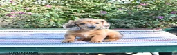 Miniature Dachshund dogs for sale: Kendrick - Ad 4