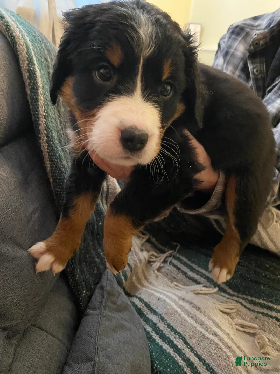 Bernedoodle dogs for sale: Bernedoodle Puppy 9 - Ad 3