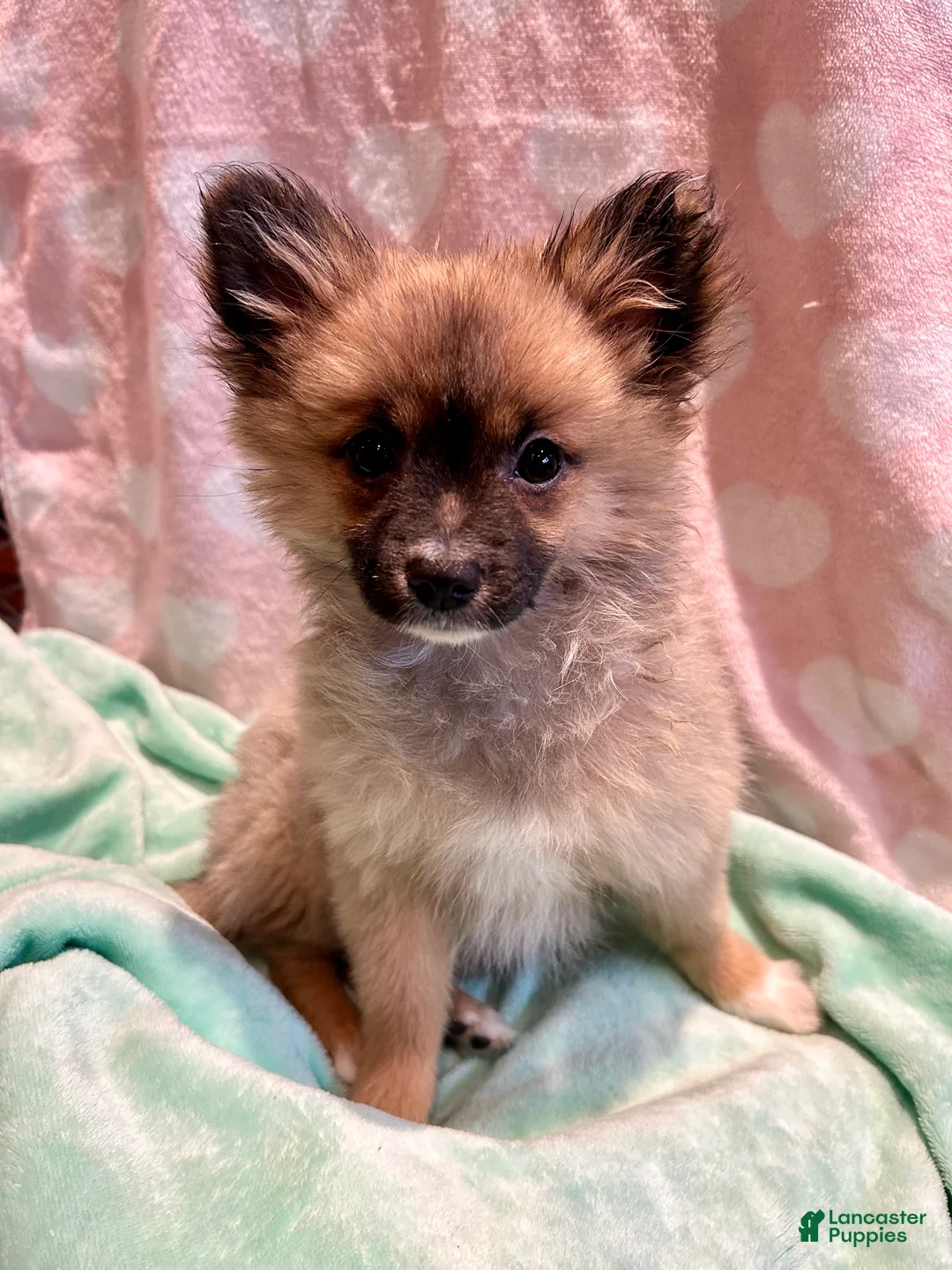 Mixed Breed dogs for sale: Puffball - Ad 1