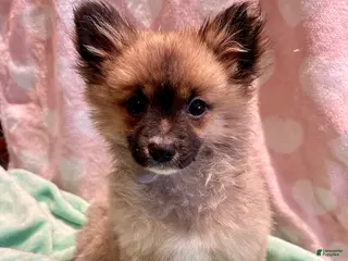 Mixed Breed dogs Puffball - Ad 7