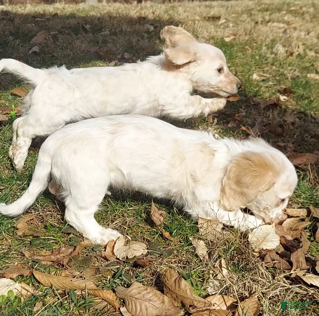 Miniature Dachshund dogs for sale: Frankie - Male, Long-haired Miniature Dachshund Puppy - Ad 10