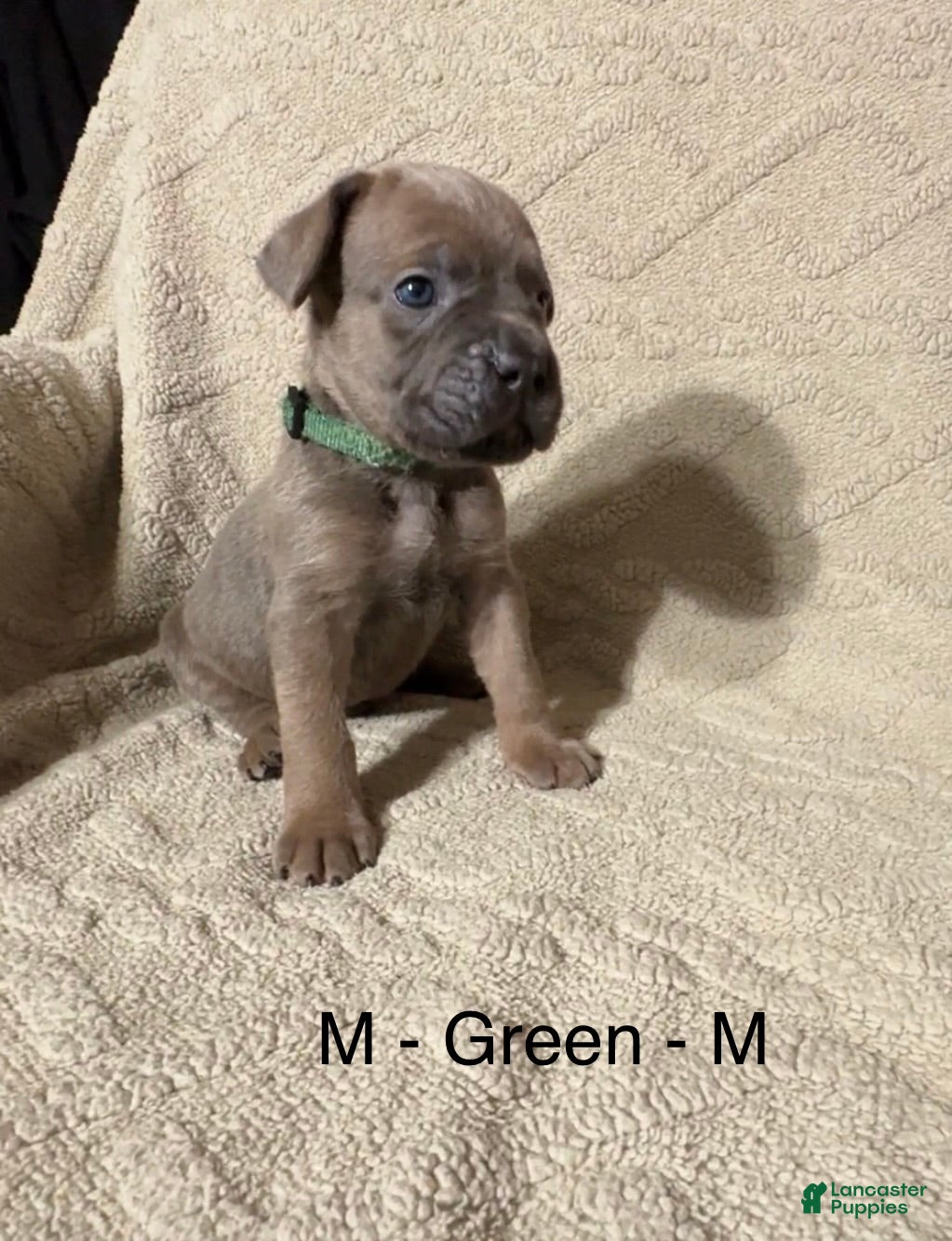 Cane Corso dogs Green - Ad 10