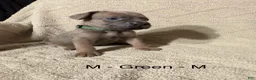 Cane Corso dogs for sale: Green - Ad 1