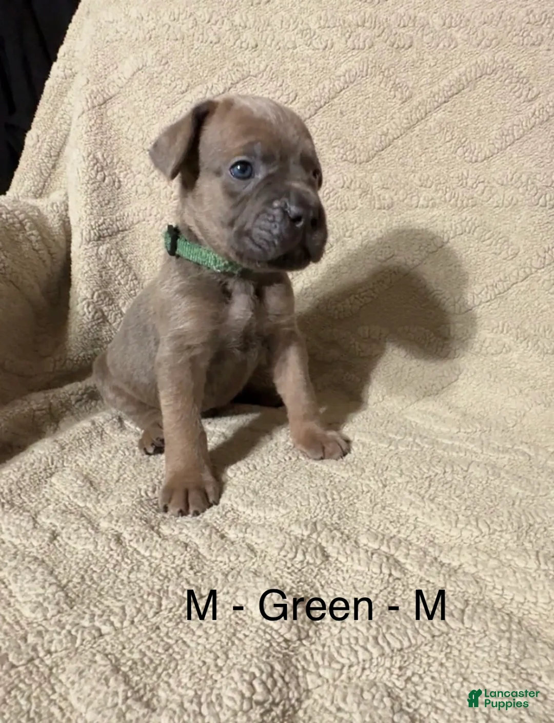 Cane Corso dogs for sale: Green - Ad 1