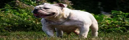 English Bulldog dogs for sale: Dozer - Ad 5