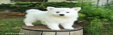 American Eskimo 2 Brewster