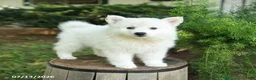 American Eskimo dogs for sale: American Eskimo 2 Brewster - Ad 1