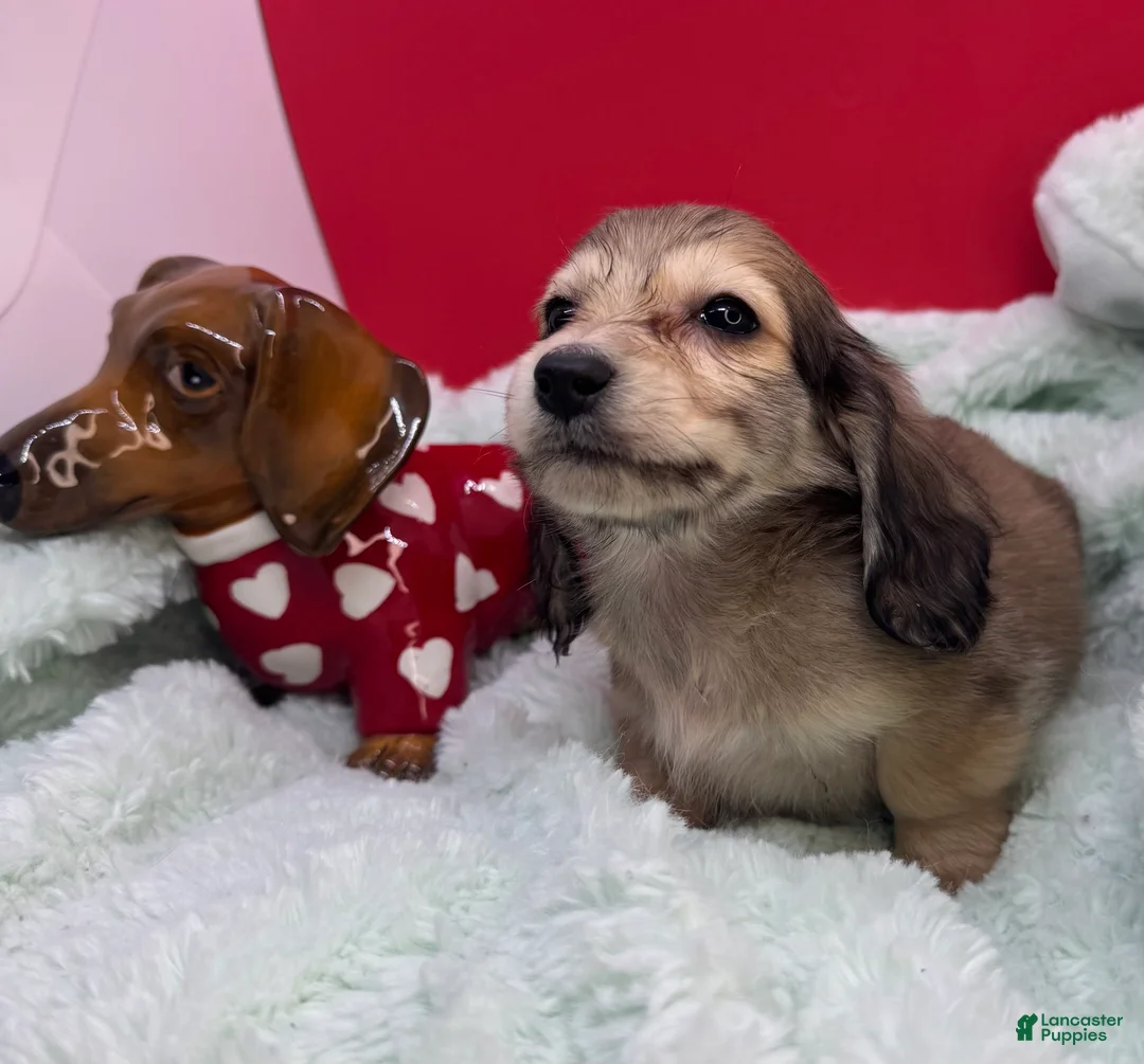 Miniature Dachshund dogs for sale: CReam  - Ad 2