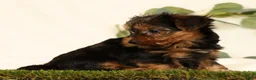 Yorkshire Terrier dogs for sale: Bella - Ad 7