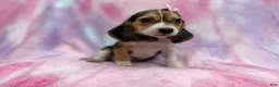Beagle dogs for sale: Piglet - Ad 3