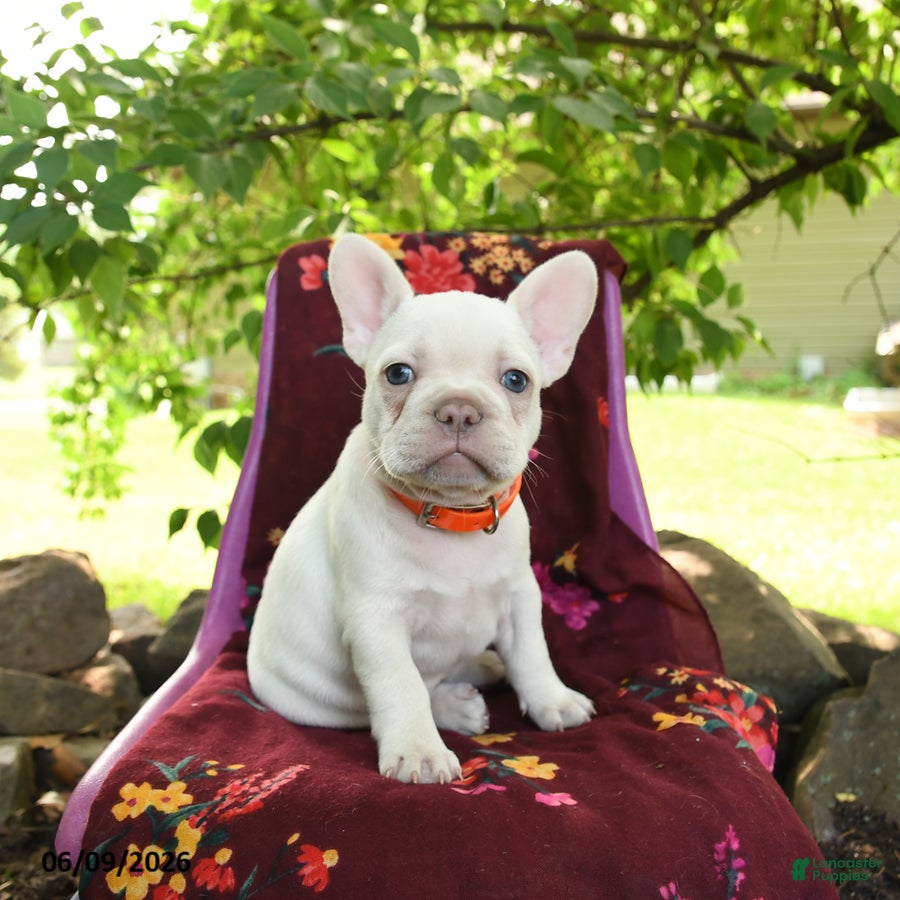 French Bulldog dogs Luna  - Ad 1
