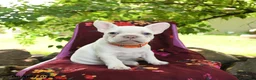 French Bulldog dogs for sale: Luna  - Ad 1