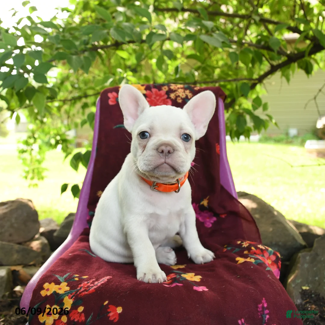French Bulldog dogs for sale: Luna  - Ad 1