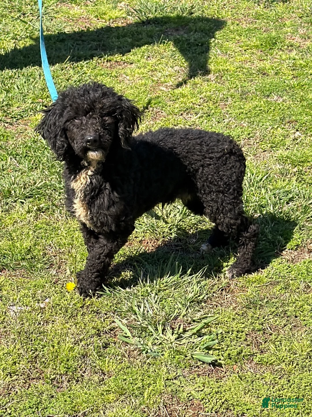 Miniature Poodle dogs for sale: Elvis - Ad 2
