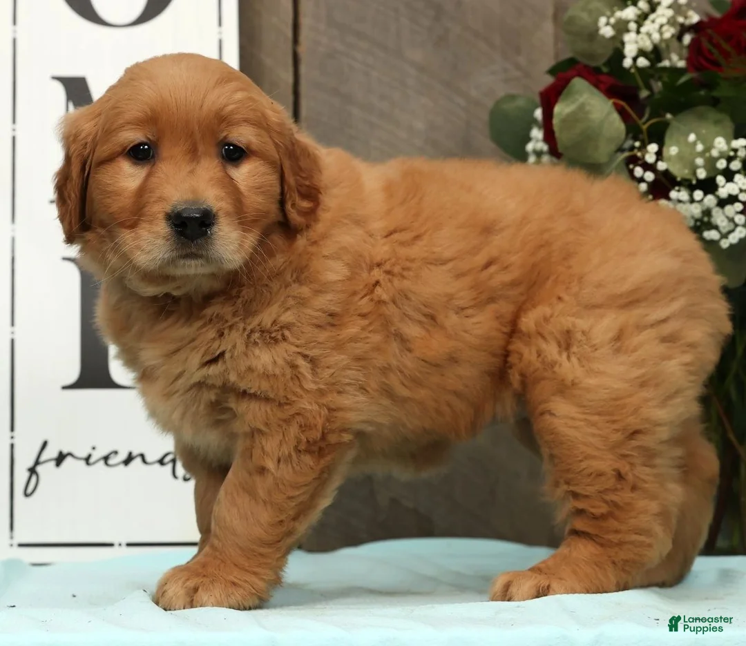 Golden Retriever dogs for sale: Amber - Ad 4