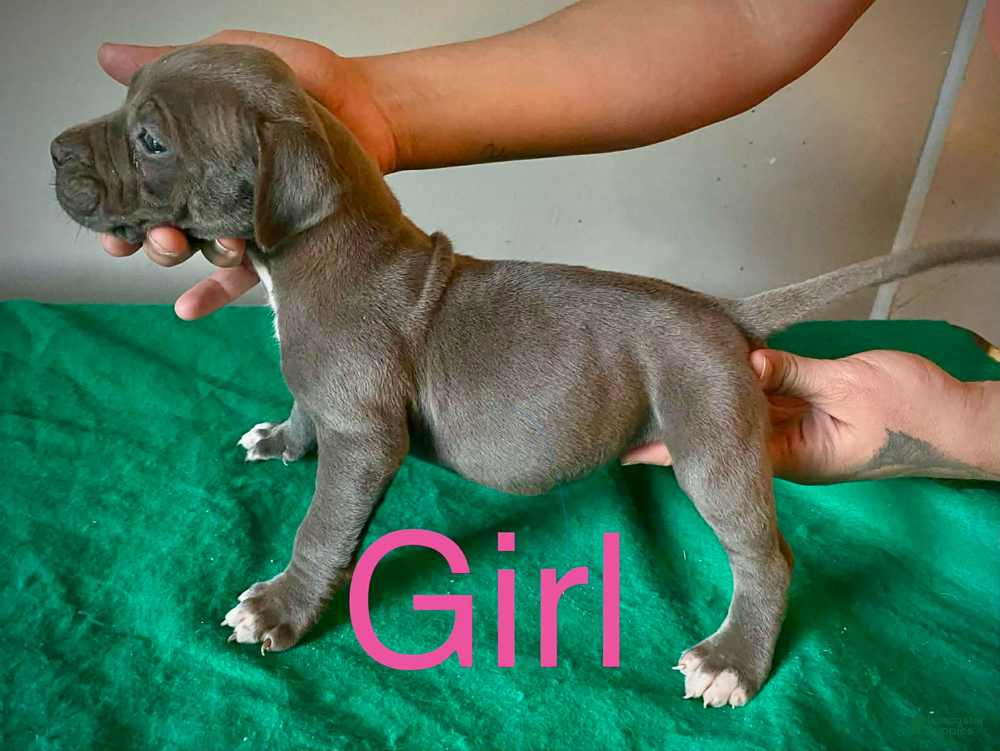 American Bully dogs American Bully Puppy 6 - Ad 35