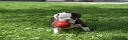 Beabull dogs for sale: Quinn - Ad 6