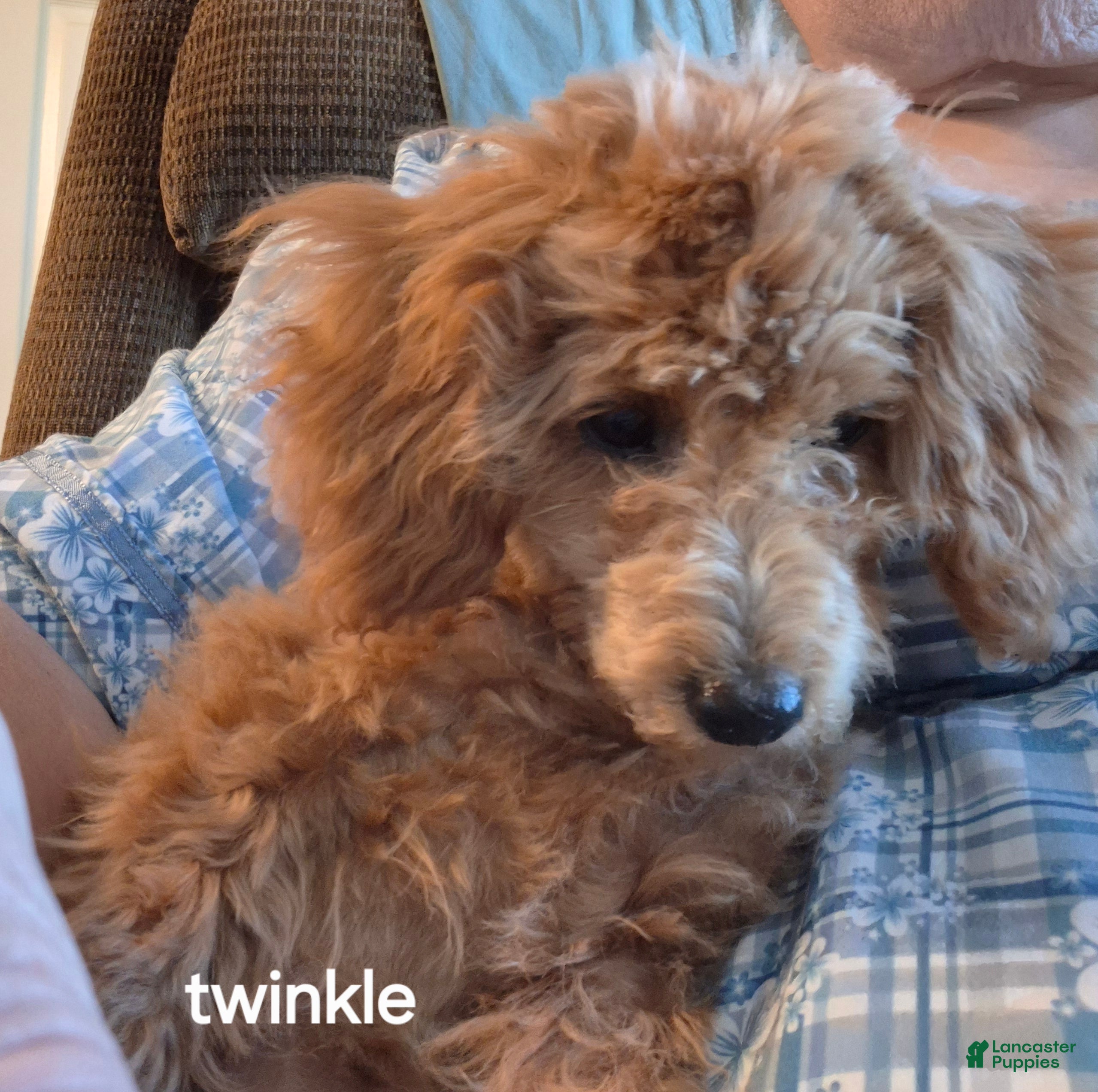 Toy Poodle dogs Twinkle - Ad 25