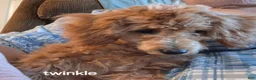 Toy Poodle dogs for sale: Twinkle - Ad 1