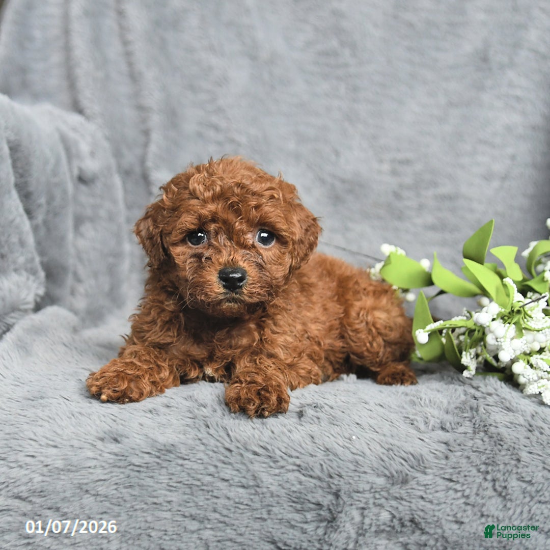 Mini Goldendoodle dogs for sale: Pansy - Ad 3