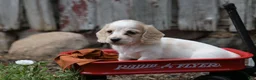 Miniature Dachshund dogs for sale: Miniature Dachshund 2 - Ad 11