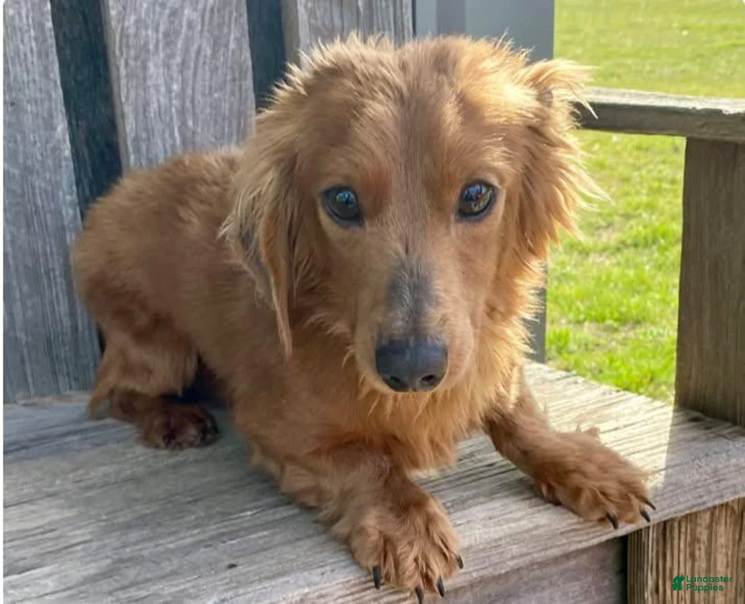 Dachshund dogs for sale: Dawson  - Ad 10