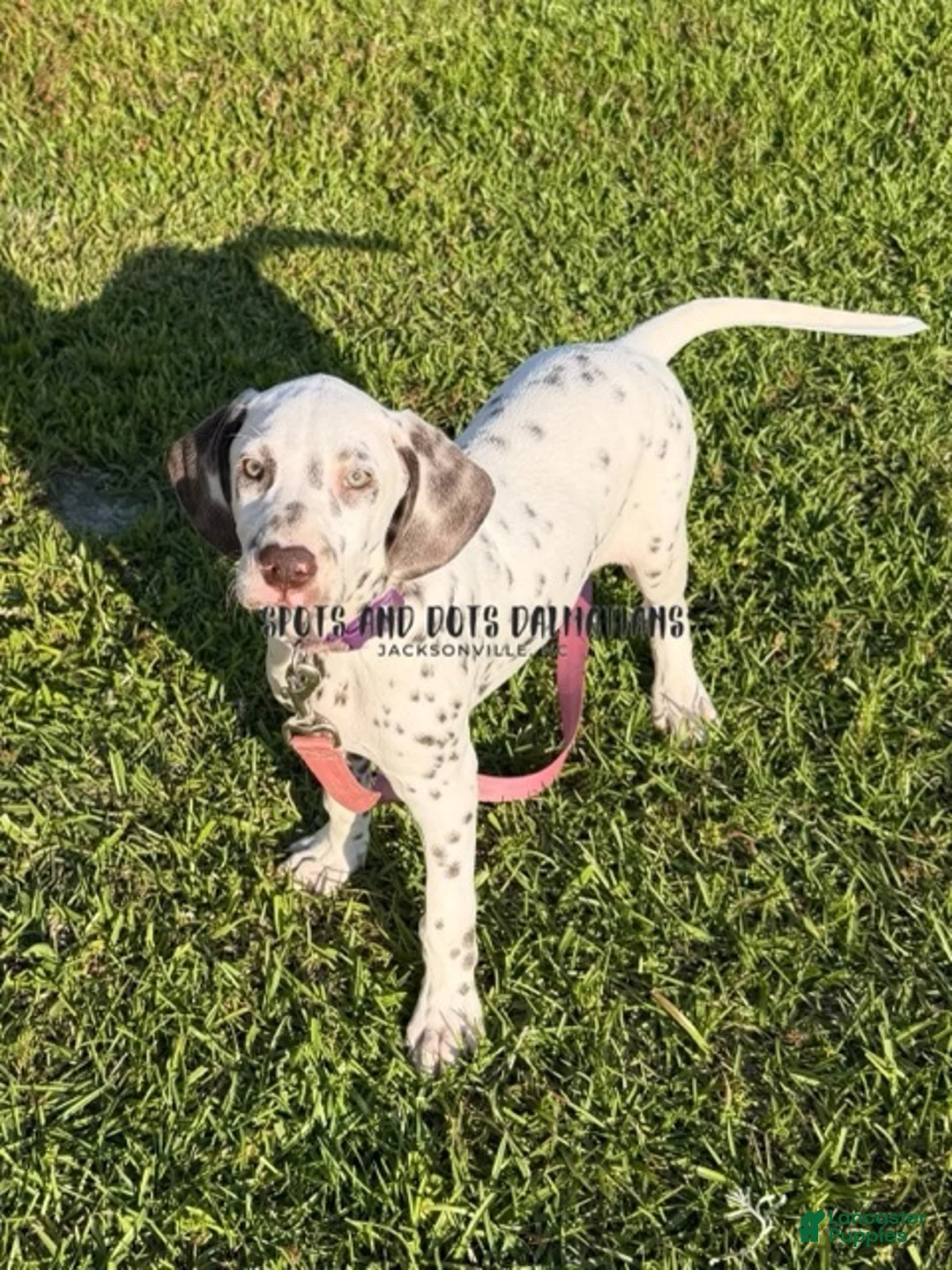 Dalmatian dogs for sale: Bo - Ad 1