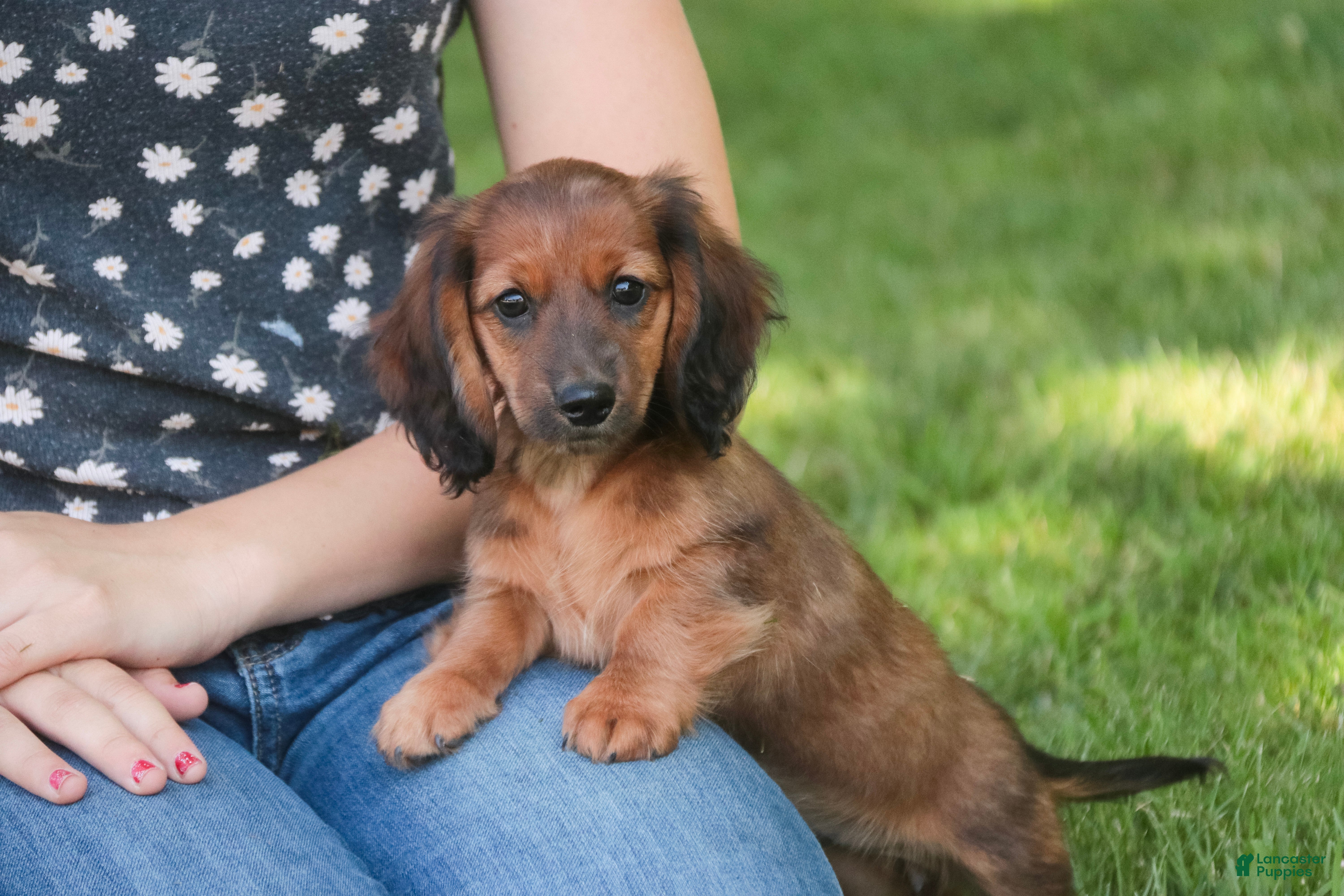 Miniature Dachshund dogs Annie Miniature Dachshund  - Ad 2