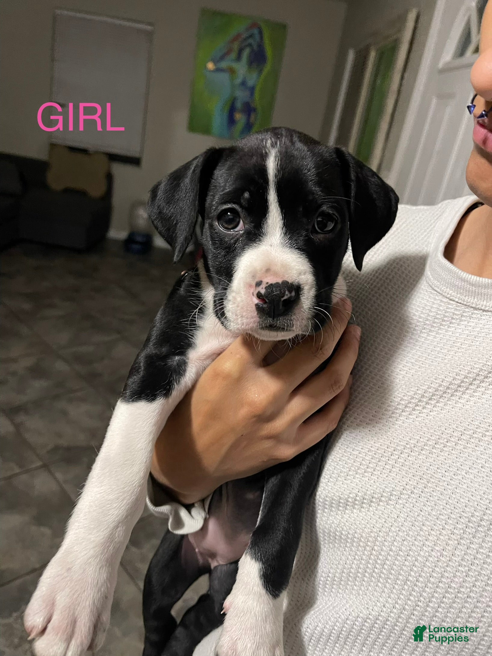 Mixed Breed dogs for sale: Mixed Breed 8 - Ad 24