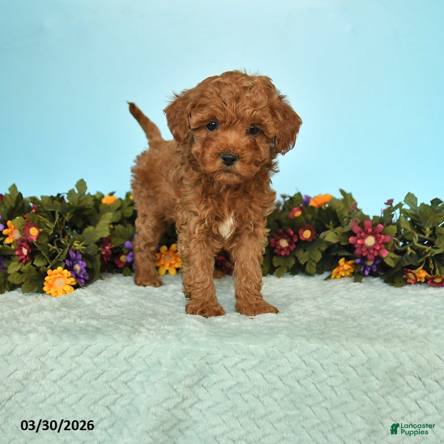 Miniature Poodle dogs Brittany - Ad 1