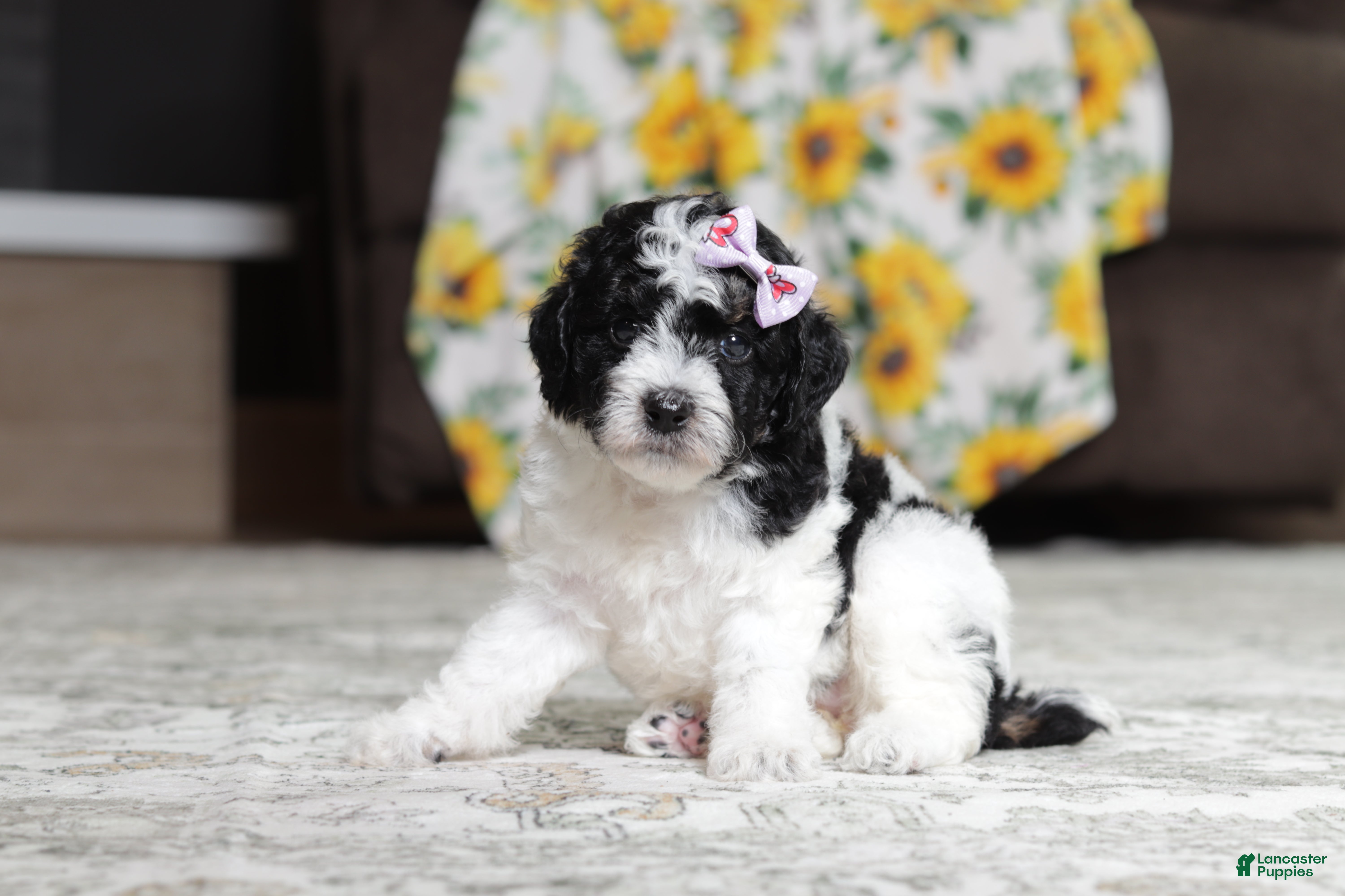 Miniature Poodle dogs Millie - Ad 2