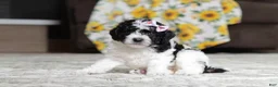 Miniature Poodle dogs for sale: Millie - Ad 2