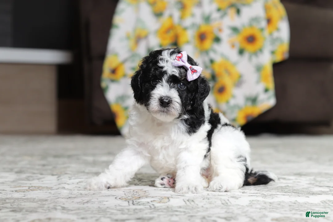 Miniature Poodle dogs for sale: Millie - Ad 2